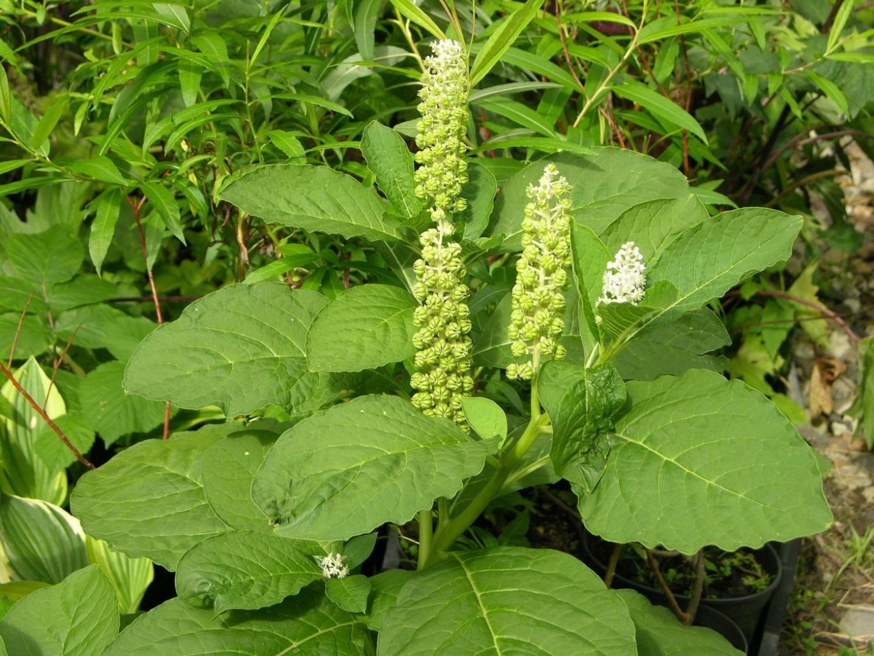 Лаконос американский антрацит