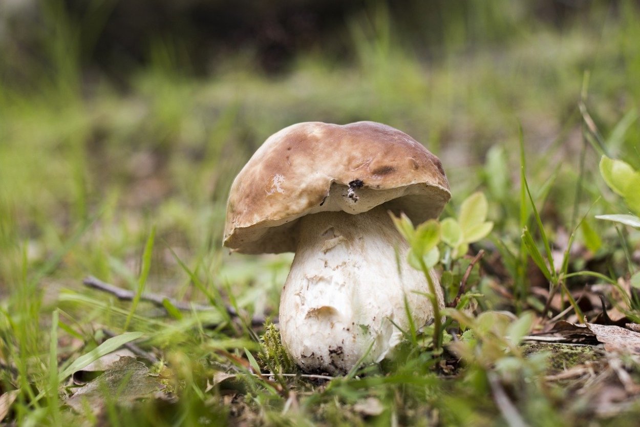 Осенние грибы фото плюсы минусы