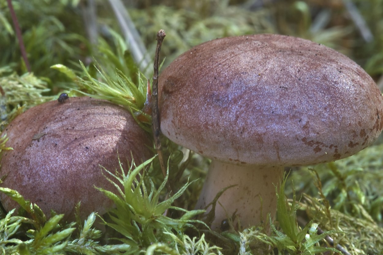 Горькушка съедобные грибы