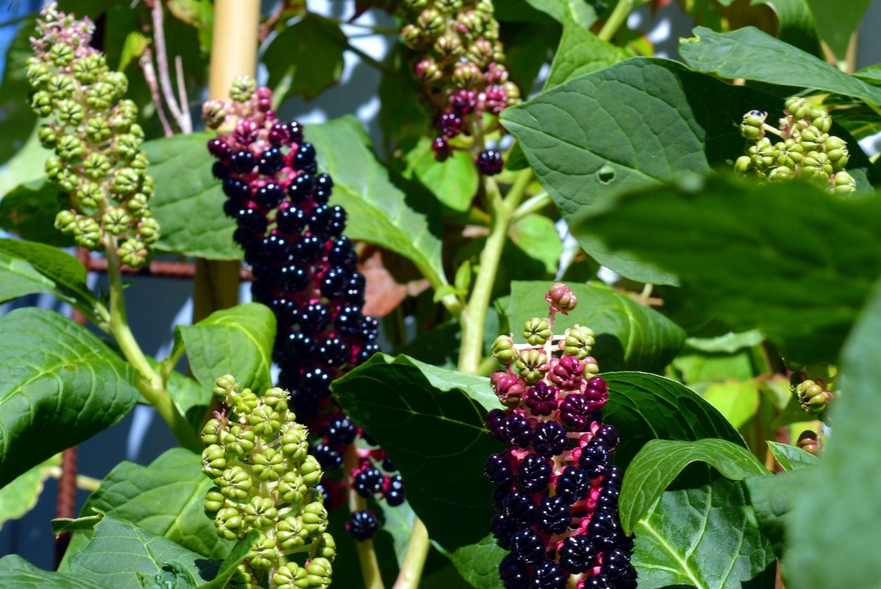 Фитолакка лаконос