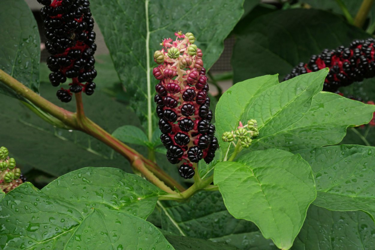 Фитолакка Phytolacca