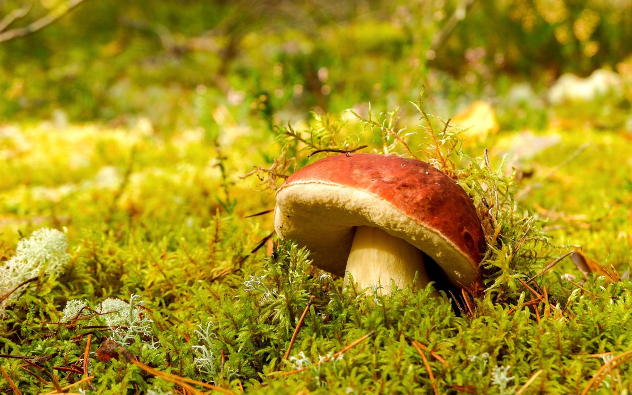 Мох и грибы