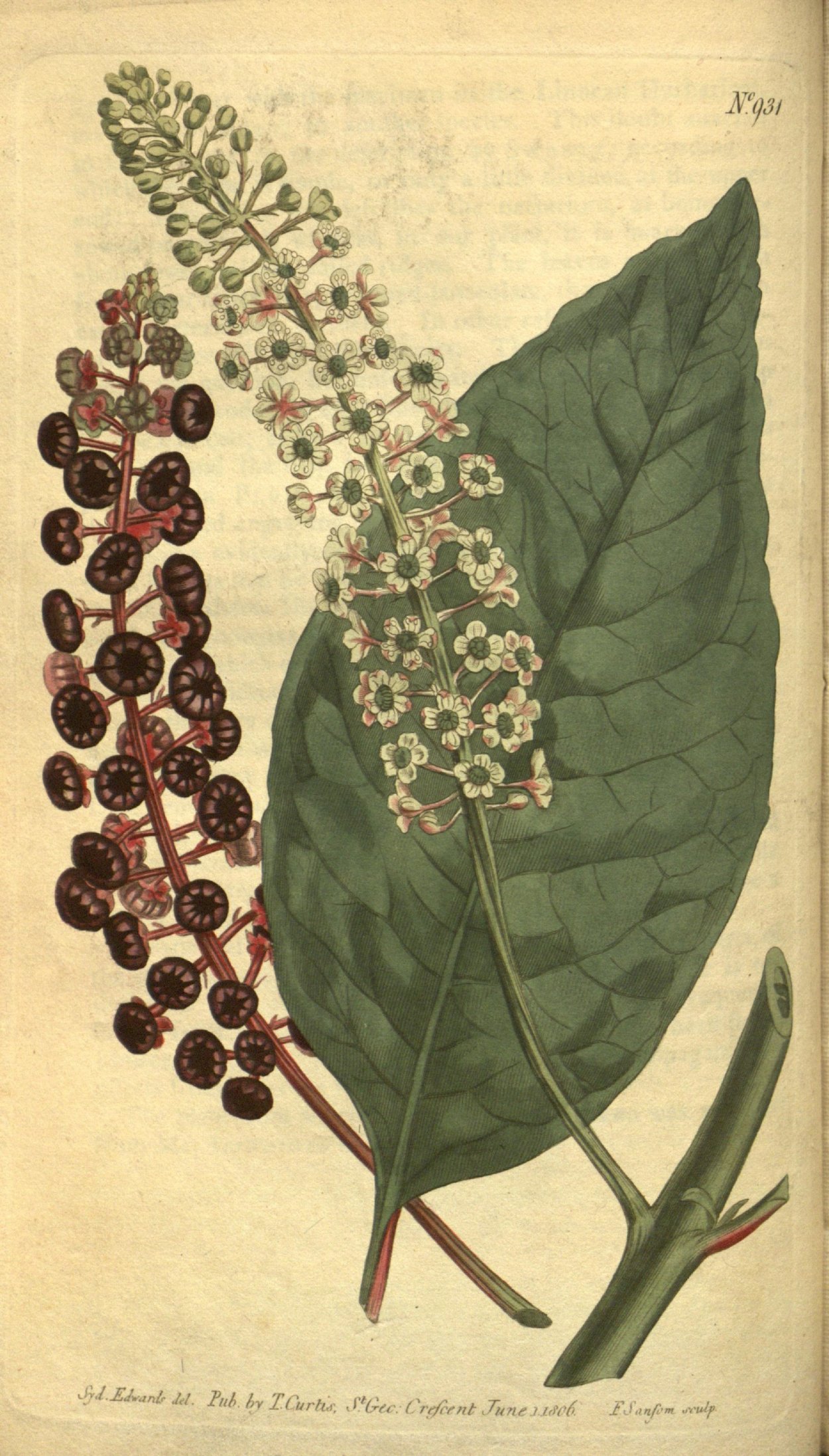 Лаконос американский