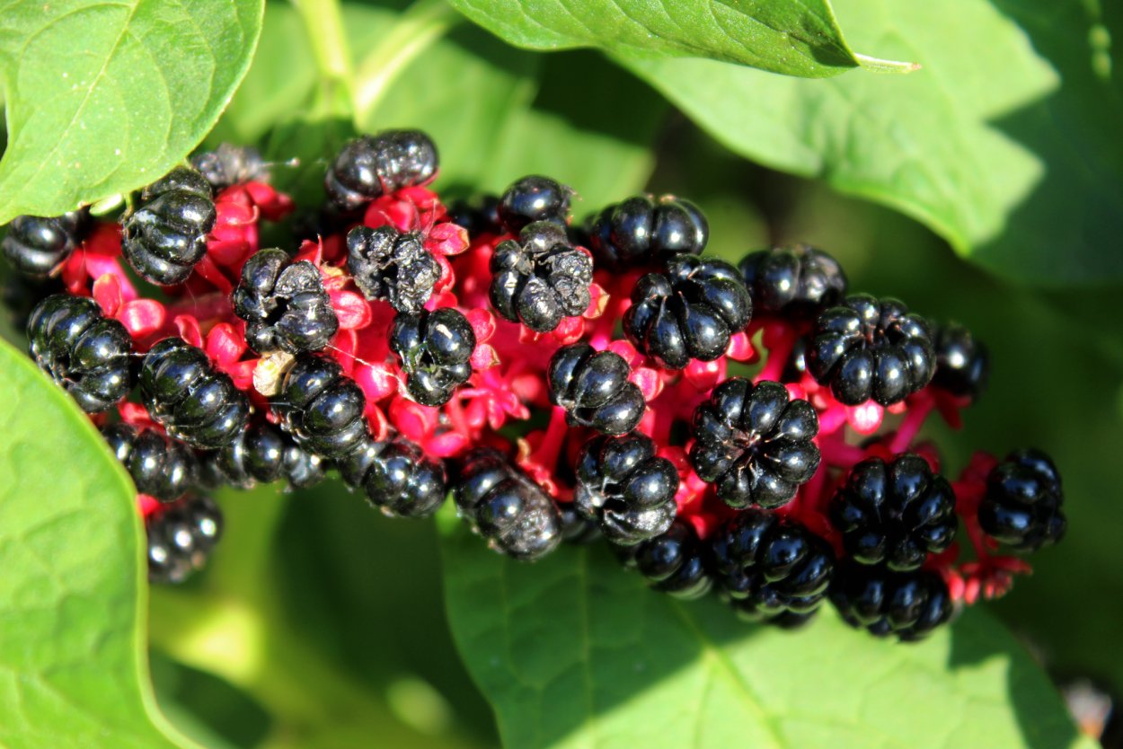 Лаконос американский