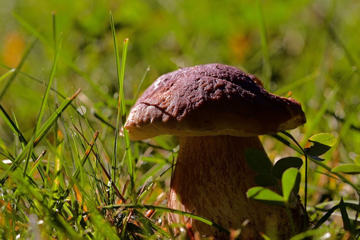 Белый гриб дубовый