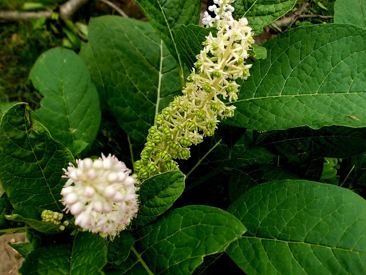 Фитолакка американская (Phytolacca Americana)