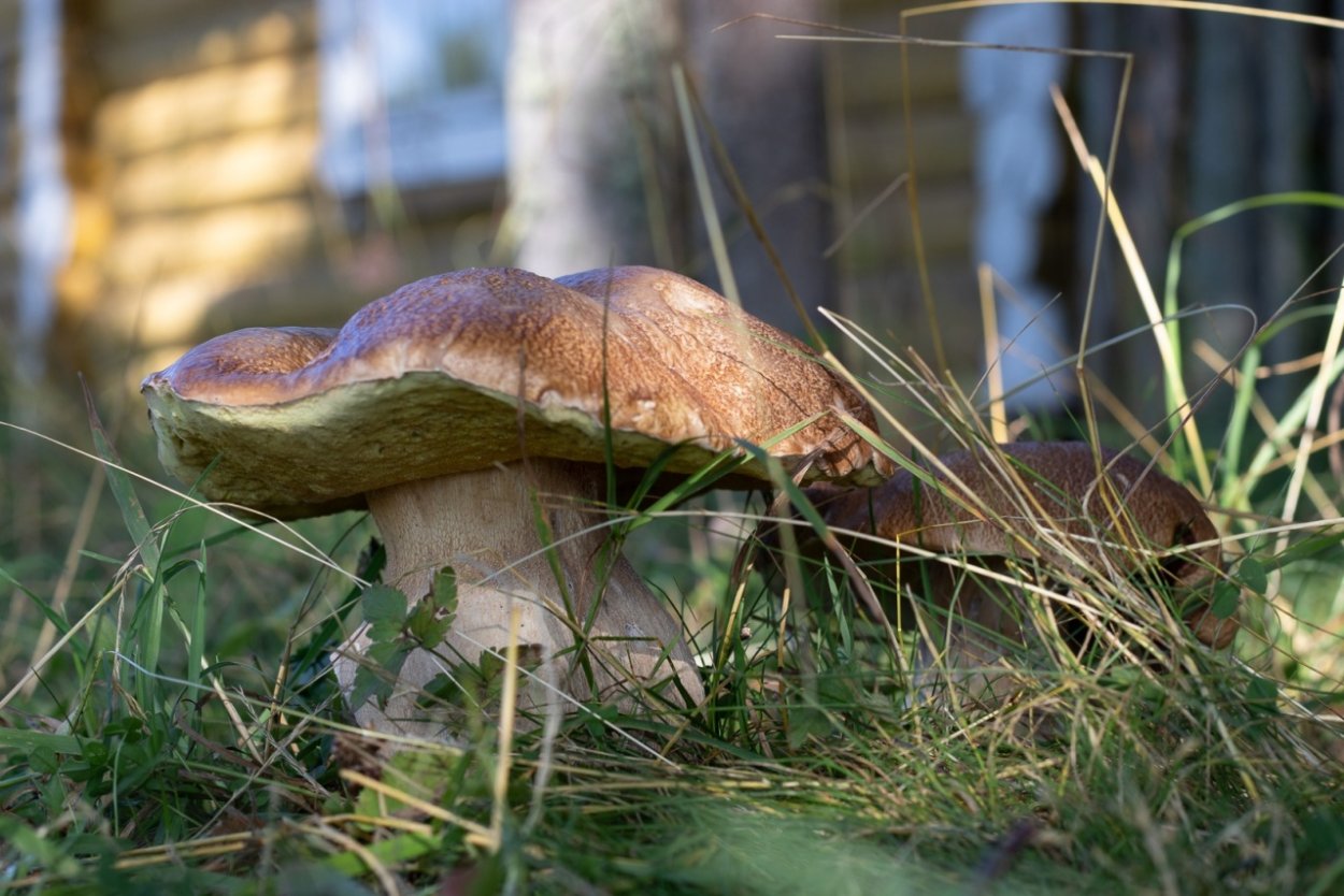 Полевой белый гриб