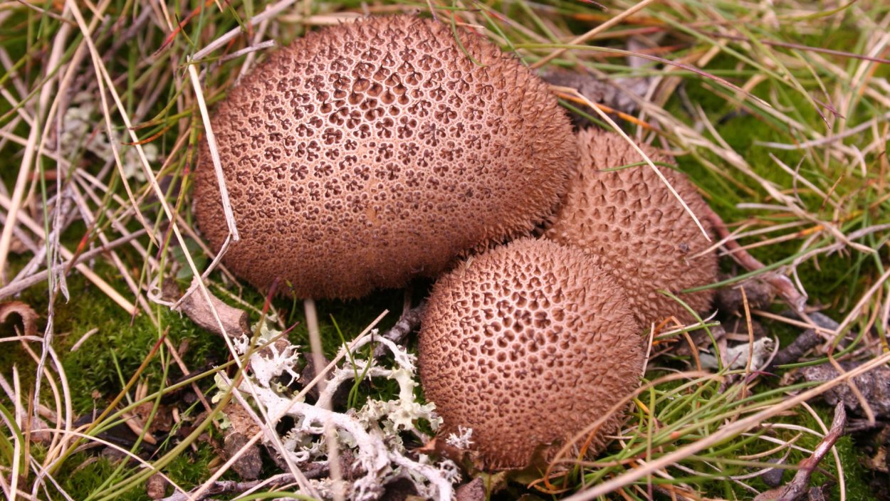 Lycoperdon umbrinum