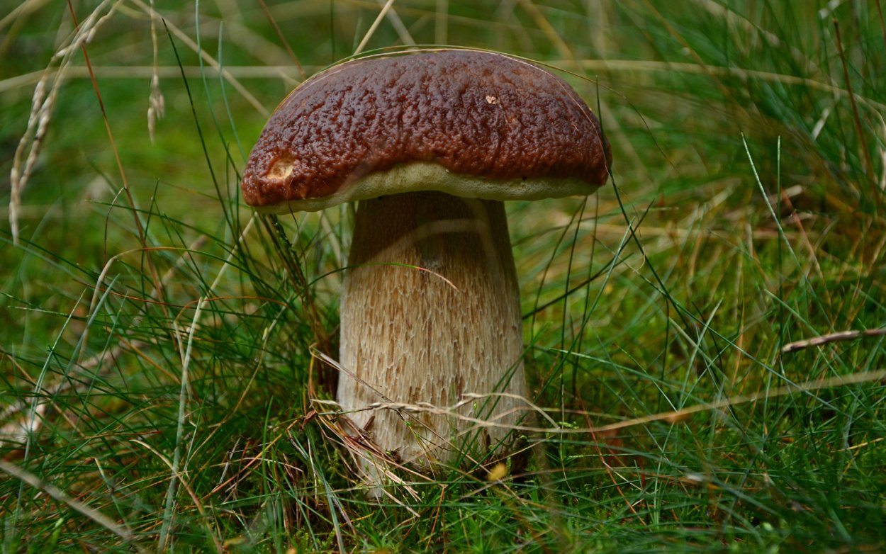 Белый гриб картинка