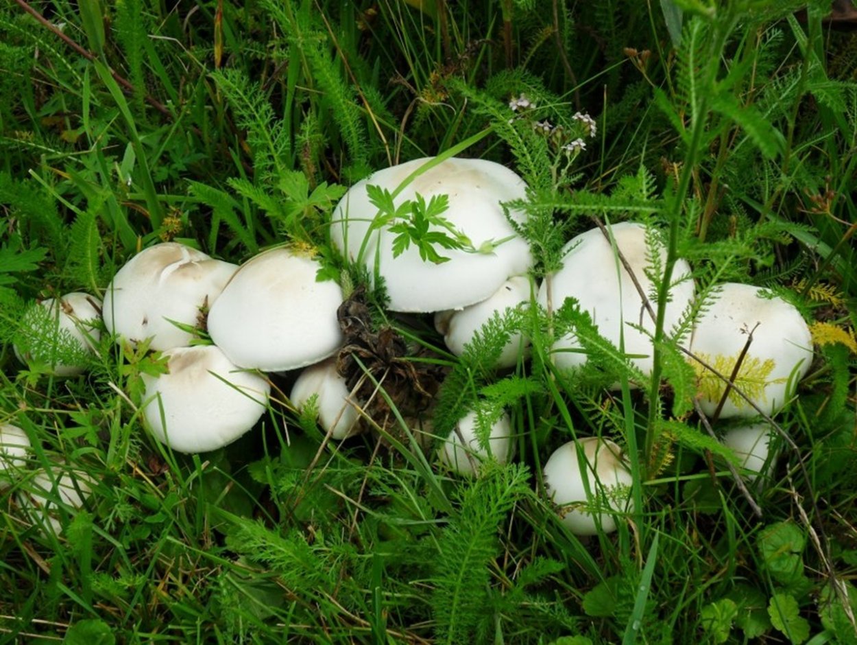 Боровой шампиньон