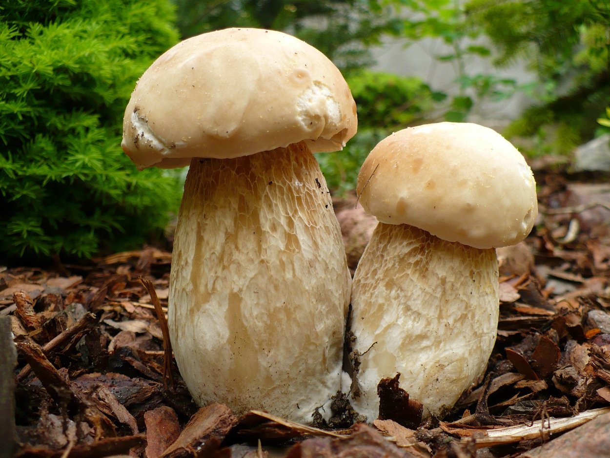 Белый гриб берёзовый Boletus betulicola