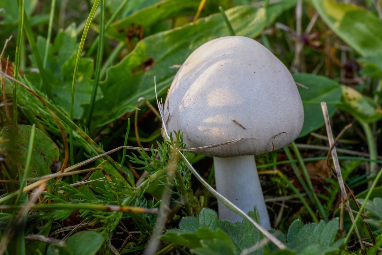 Шампиньон Таблитчатый (Agaricus tabularis)