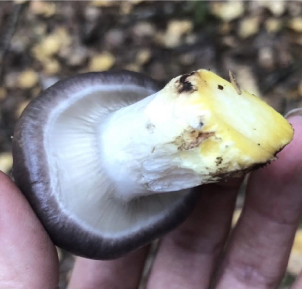 Снимки грибов