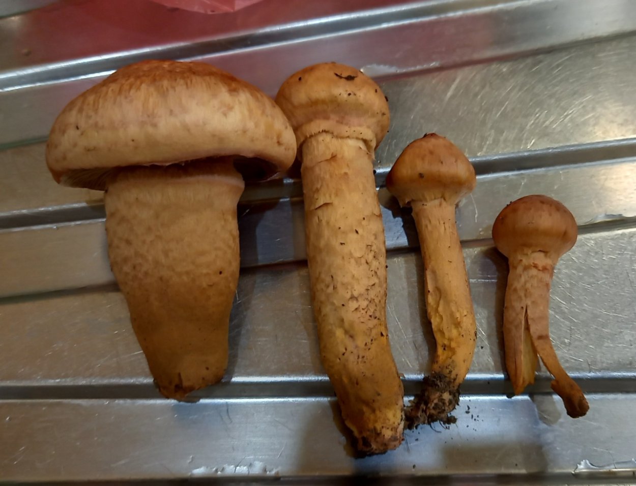 Мокруха Еловая гриб