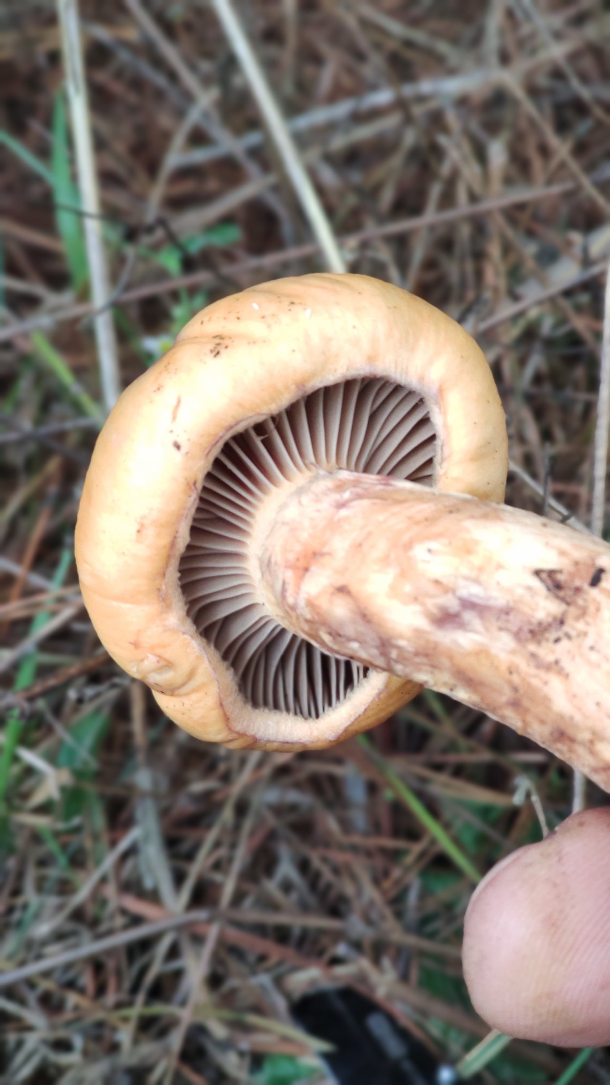 Мокруха Еловая на срезе