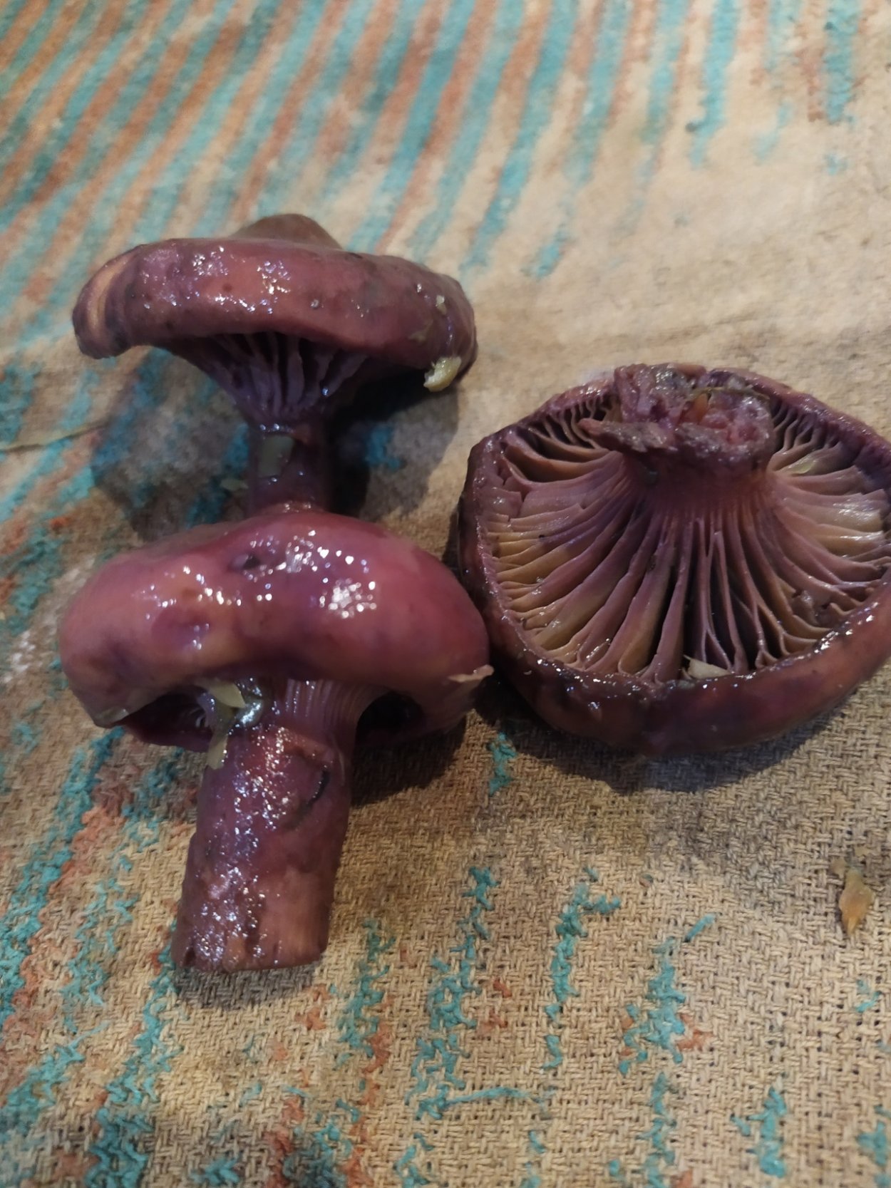 Гриб мокрушник