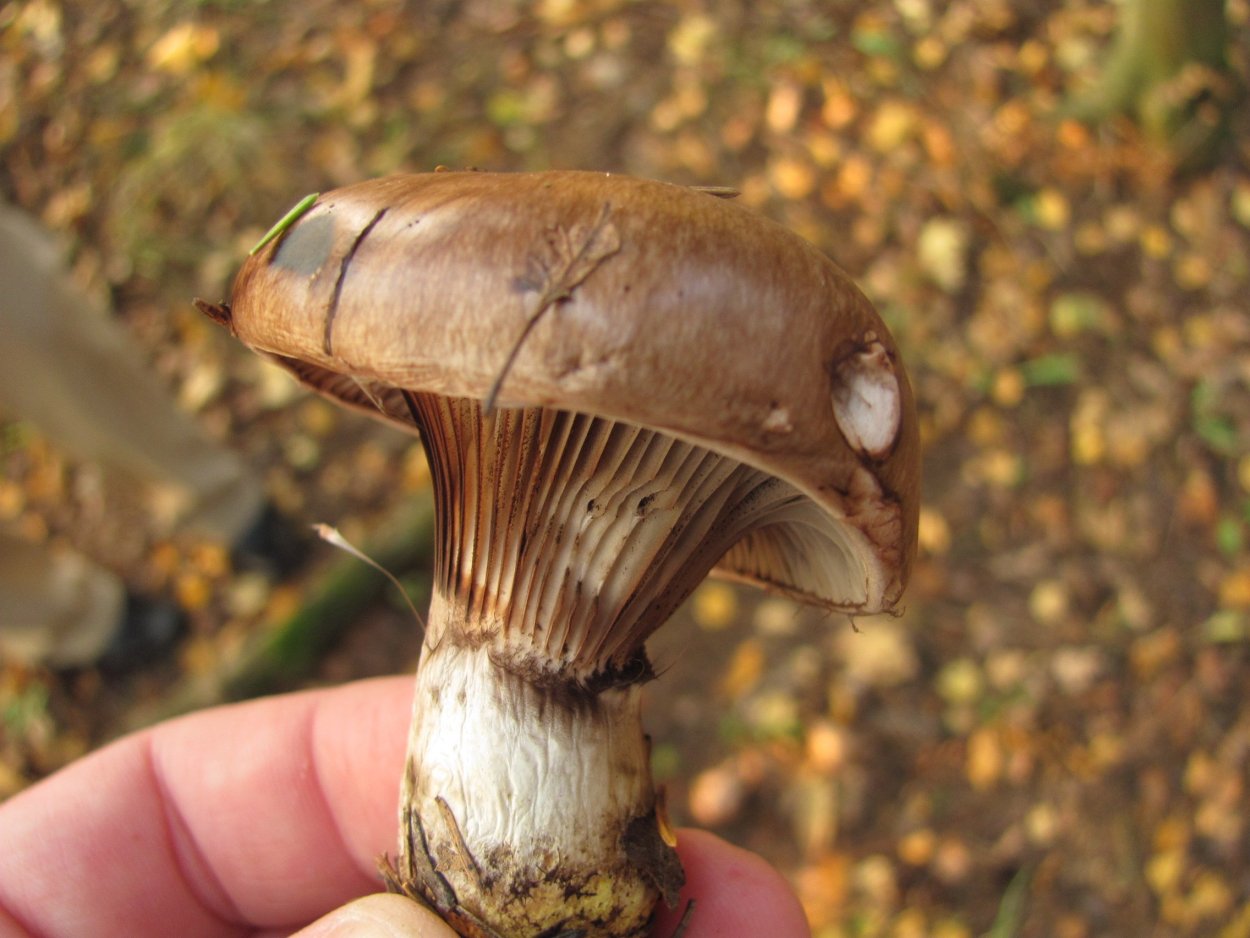 Мокруха желтоногая