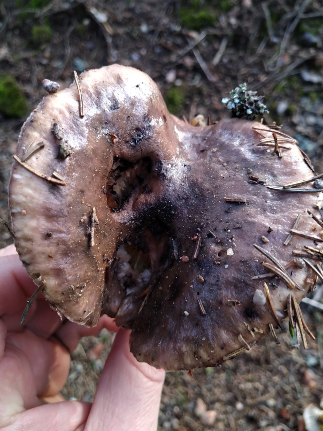 Мокруха пурпурная