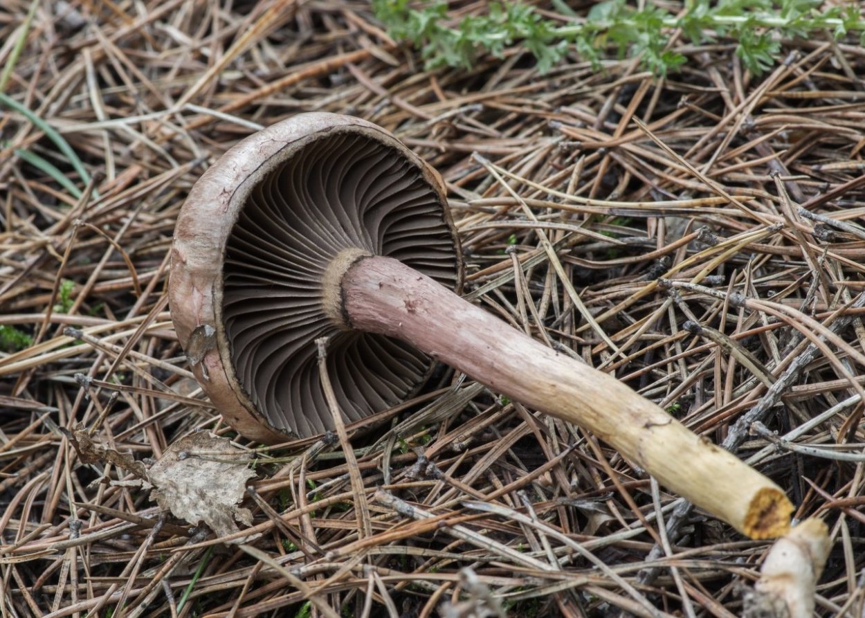 Мокруха желтоножковая грибы