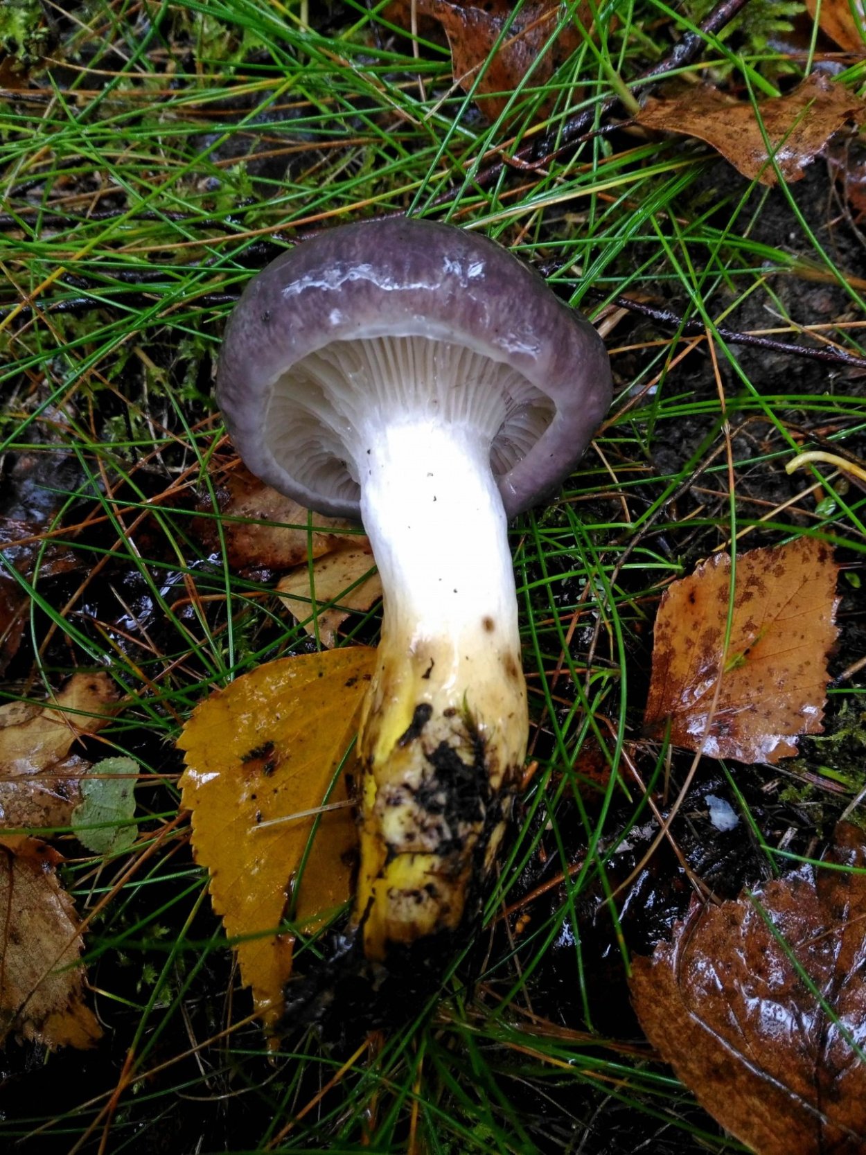 Мокруха Еловая съедобная