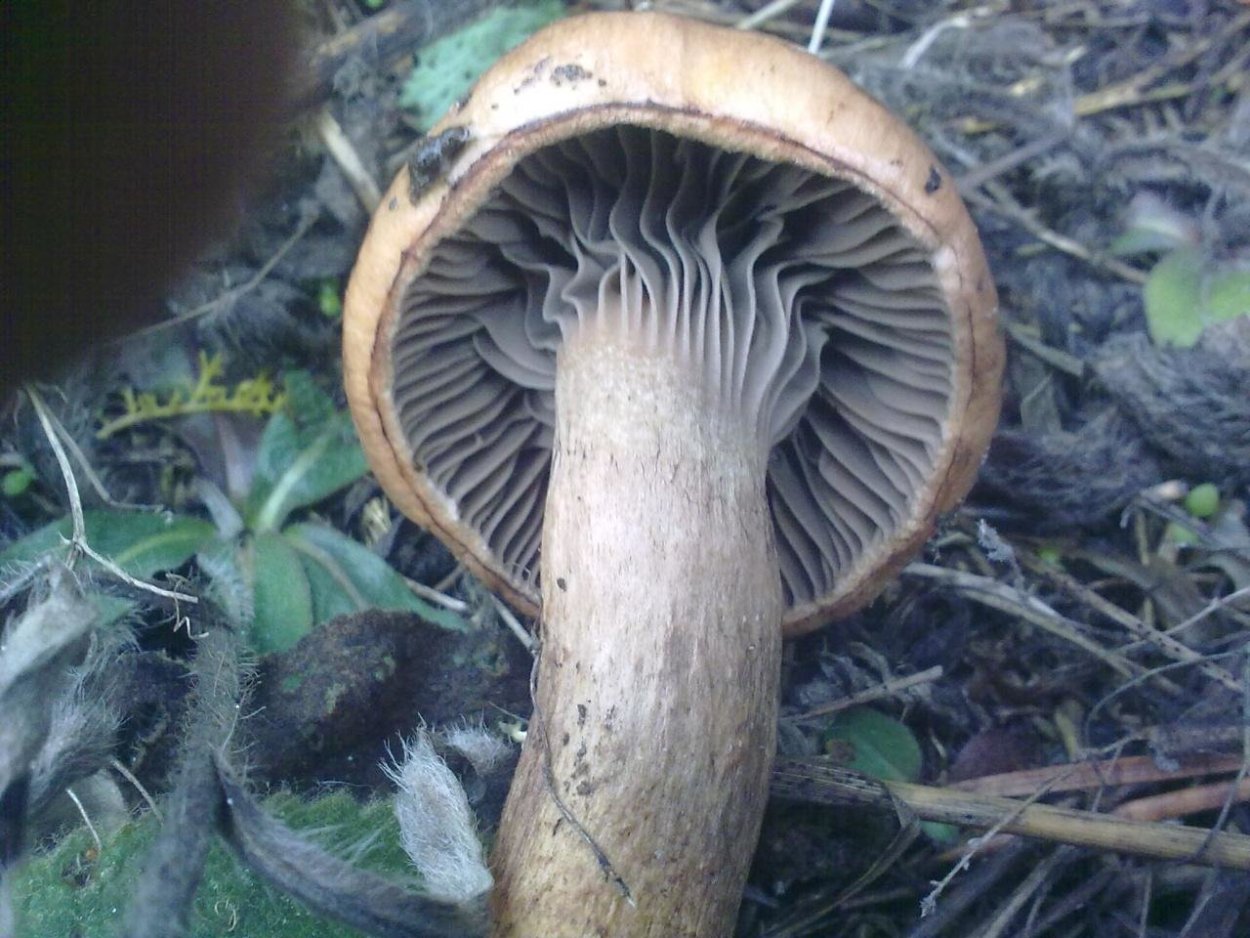 Мокруха Еловая съедобная