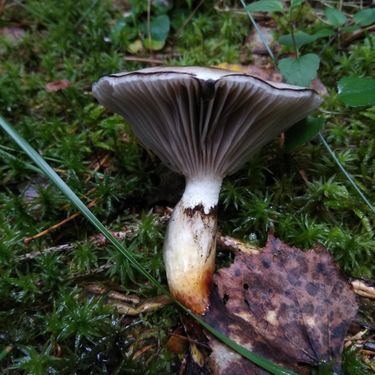 Мокруха Еловая