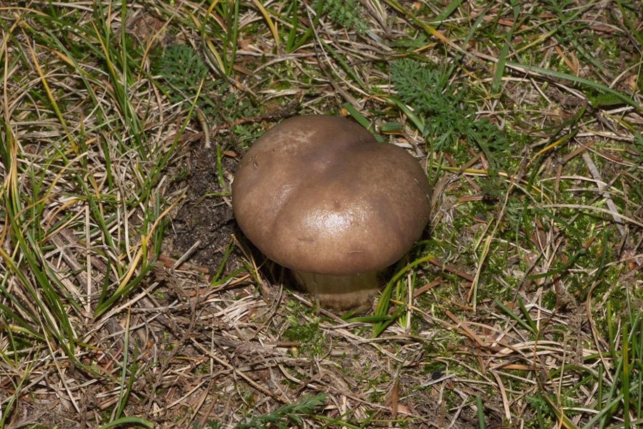 Мокруха Еловая масленок