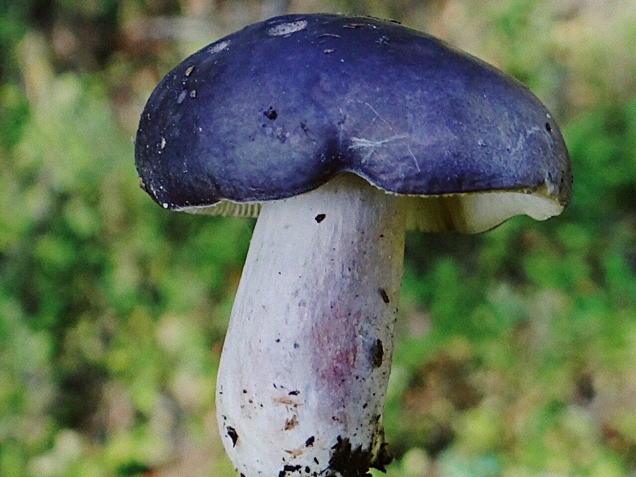 Сыроежка Синявка