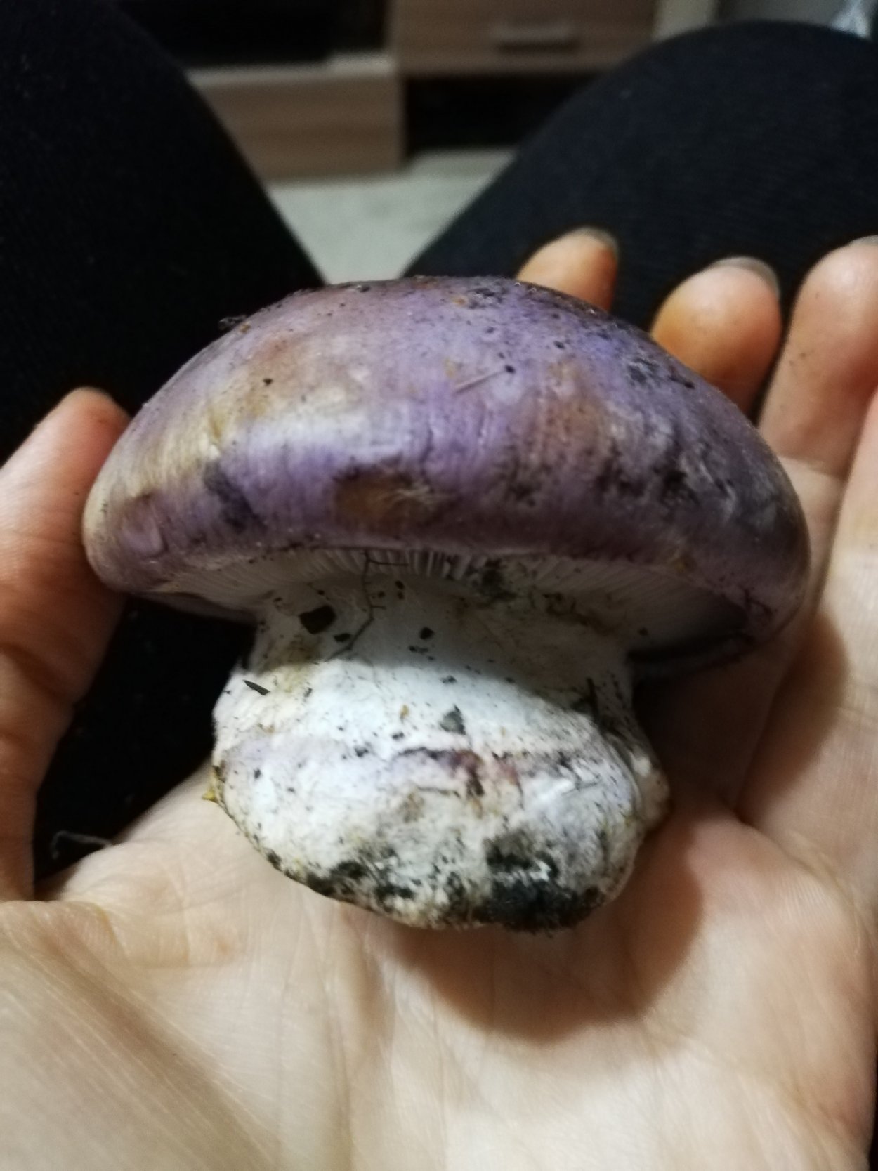 Cortinarius violaceus