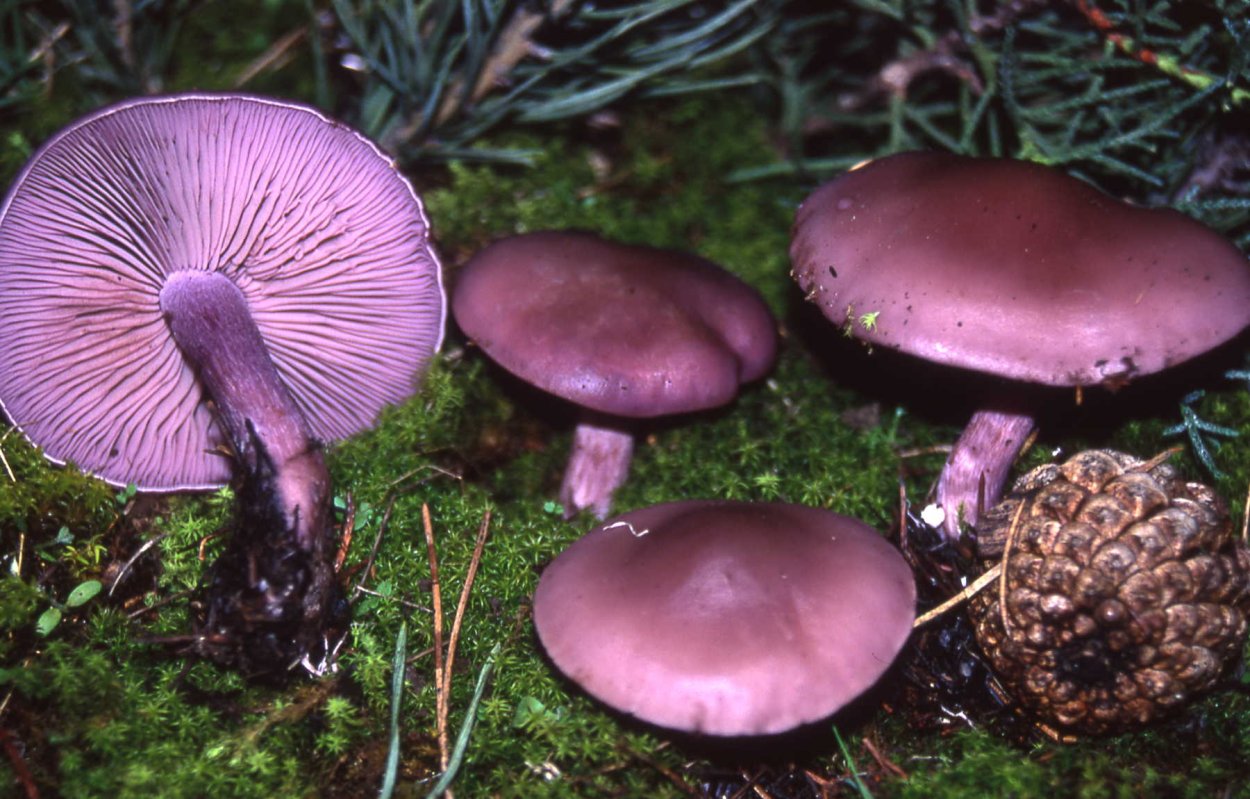 Гриб паутинник голубой