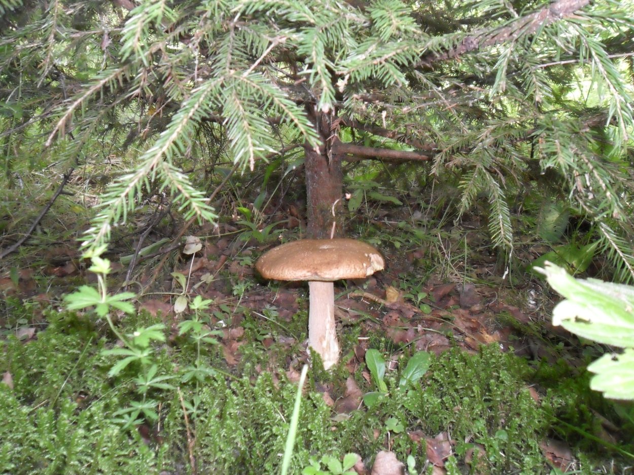 Грибы под елкой