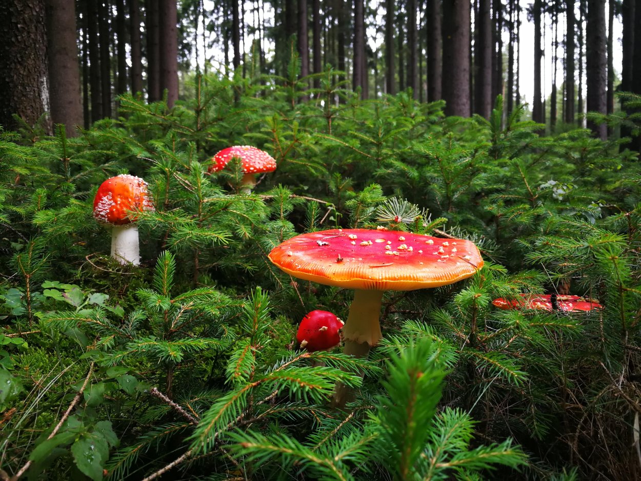 Полянка с грибами и ягодами