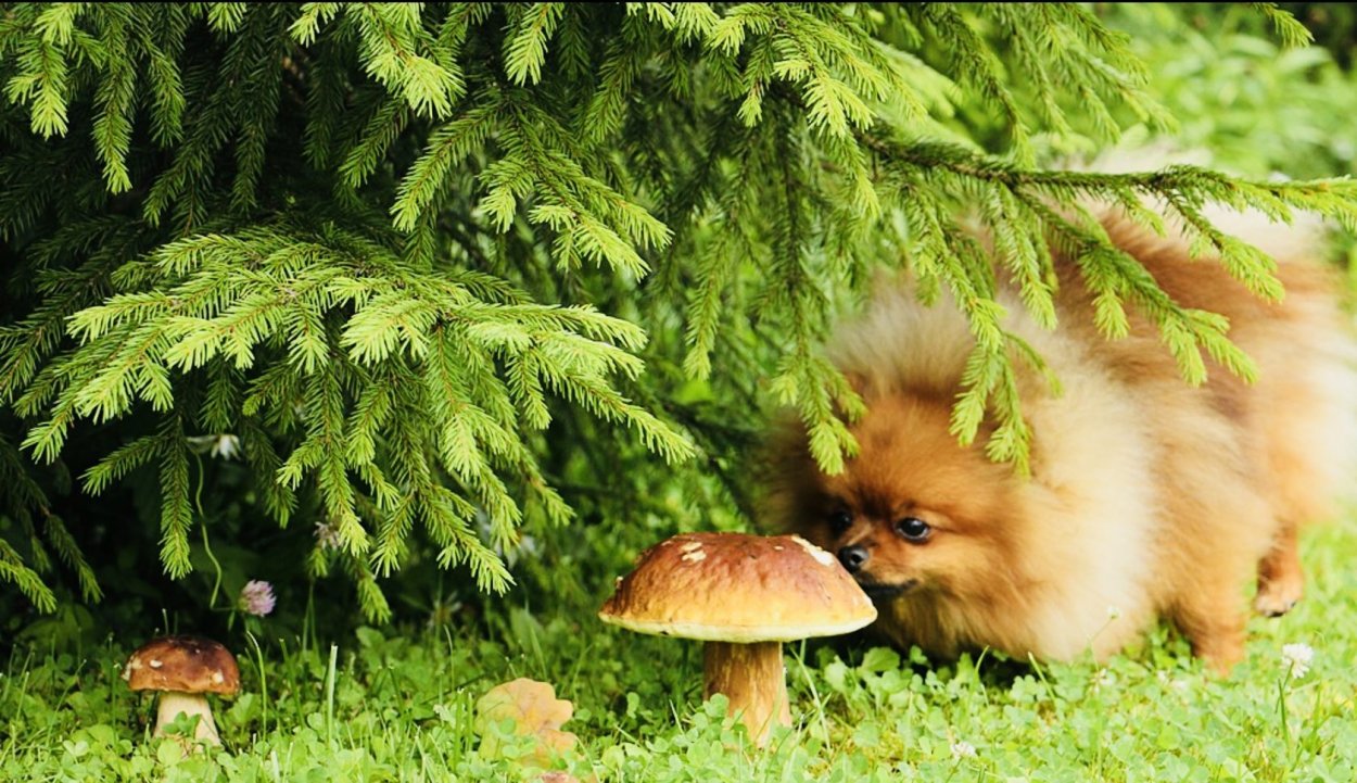 Боровик еловый и Сосновый