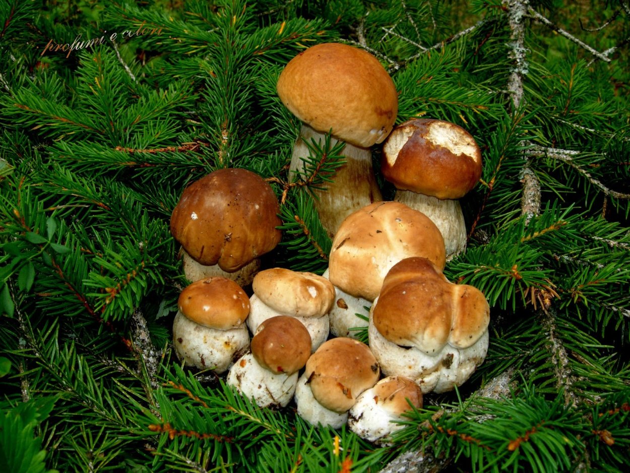 Грибы под елкой