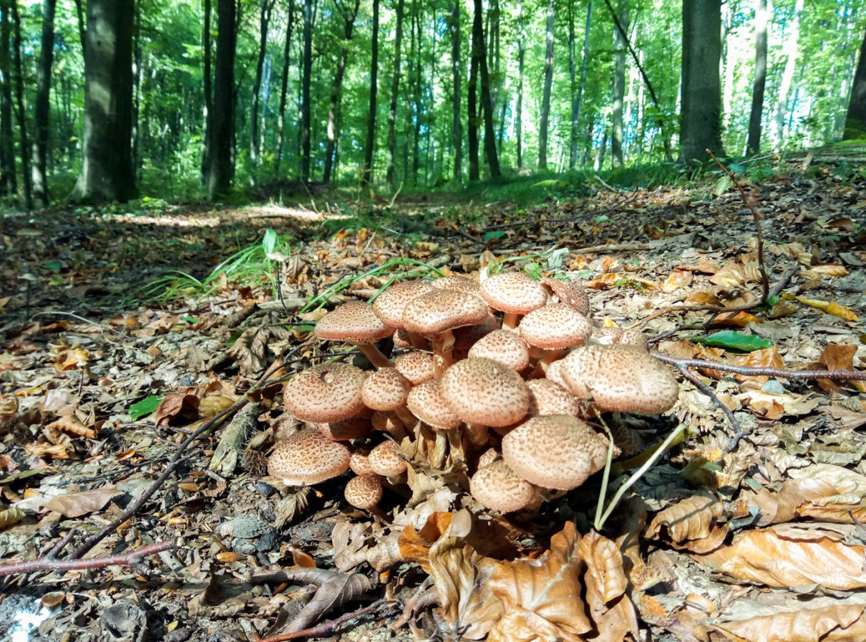 Грибы в хвойном лесу