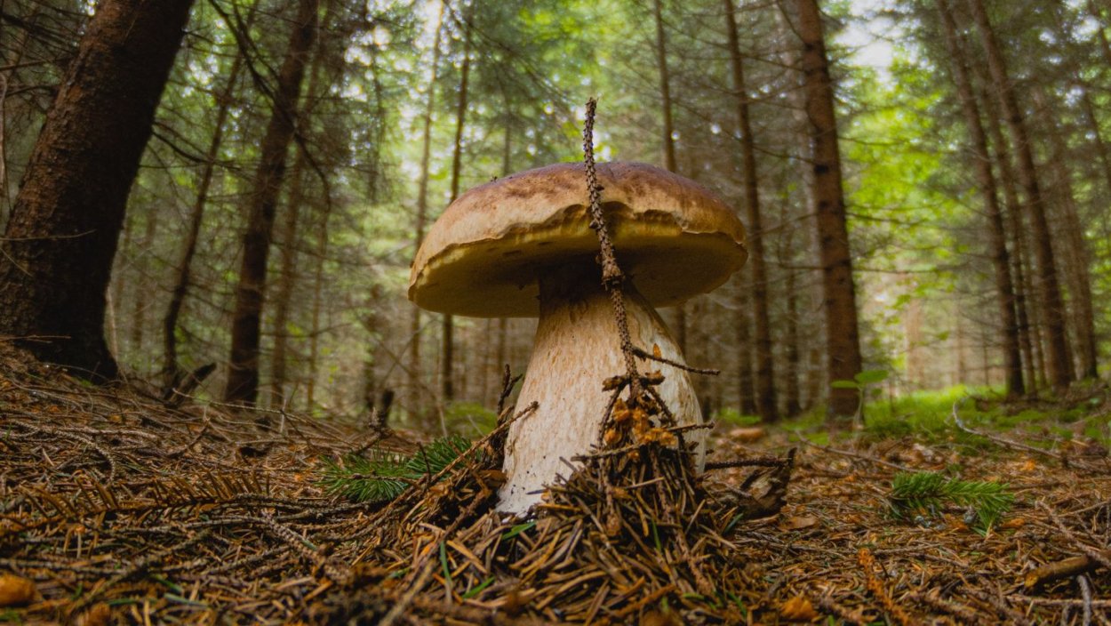 Грибы в хвойном лесу