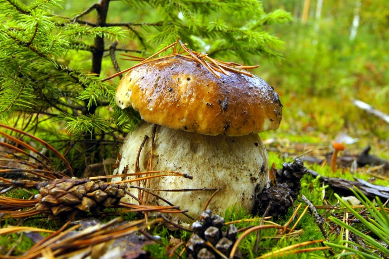 Грибы в осеннем лесу