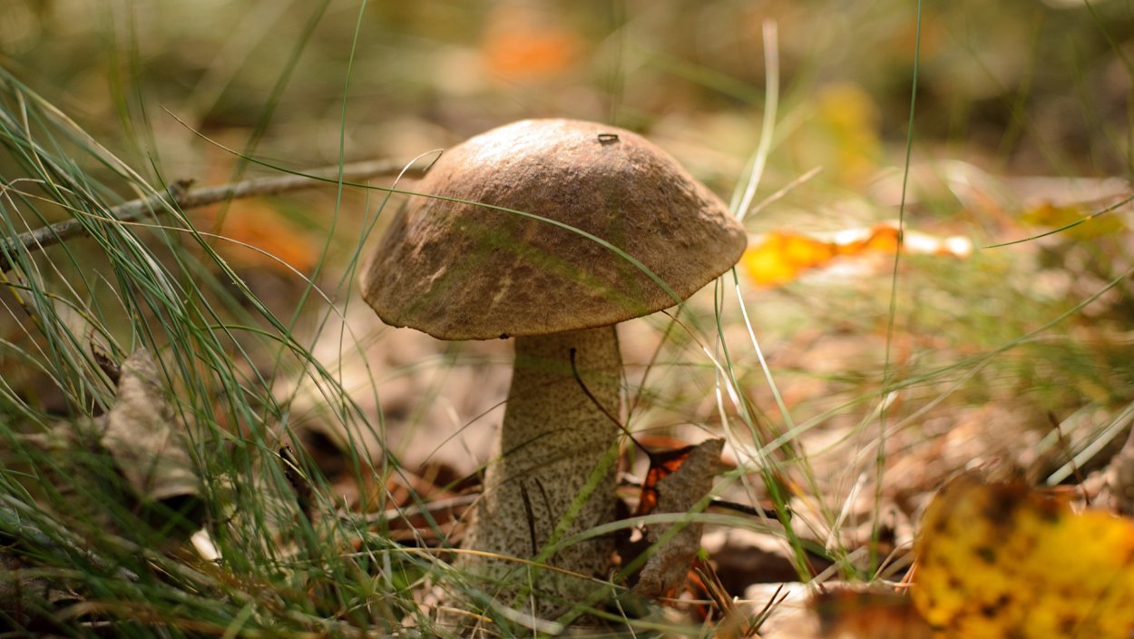 Подберезовик осенний