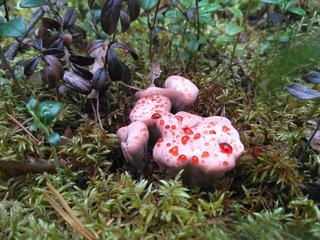 Северные грибы