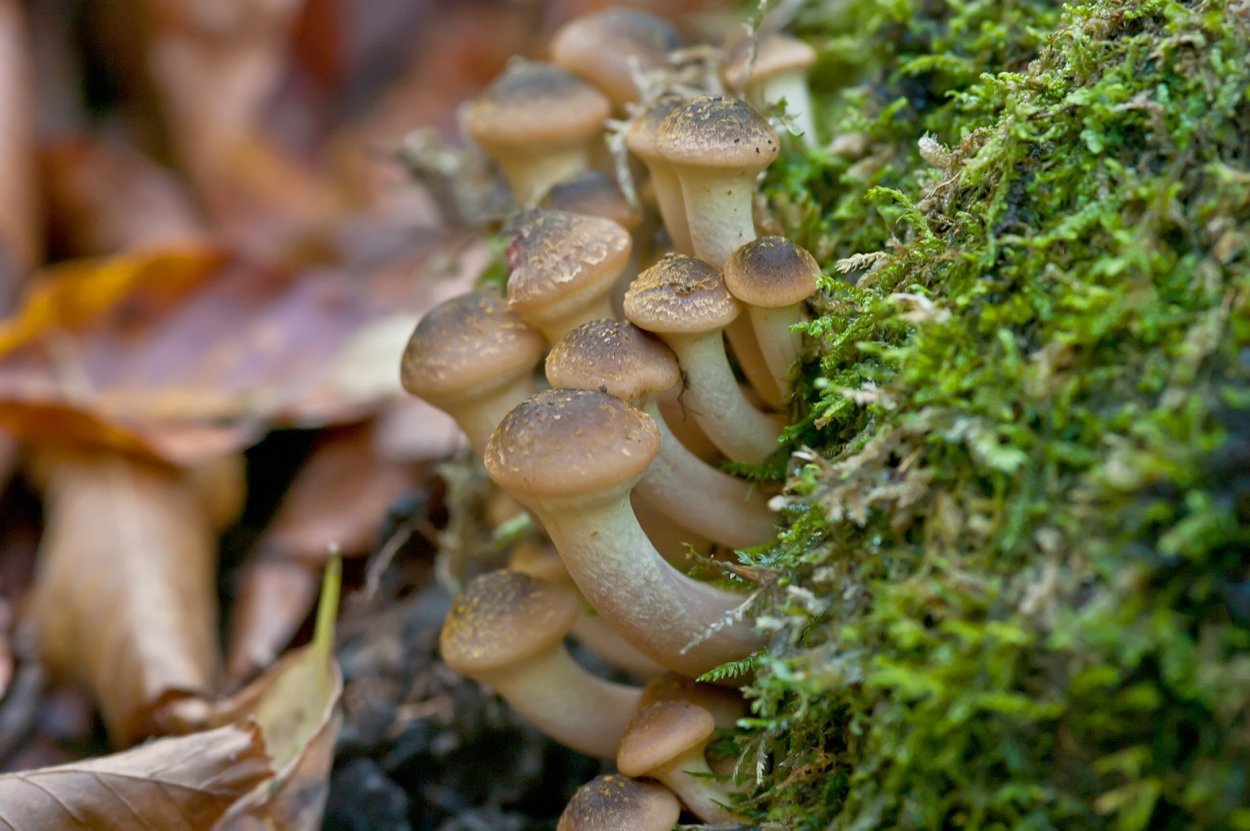 Успенские опята