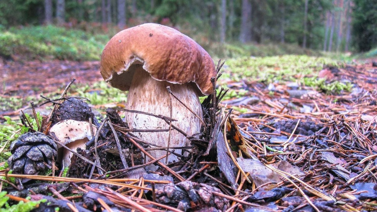Грибы в лесу