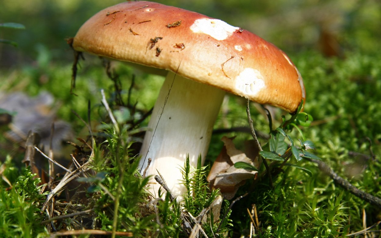 Сыроежка Гороховик