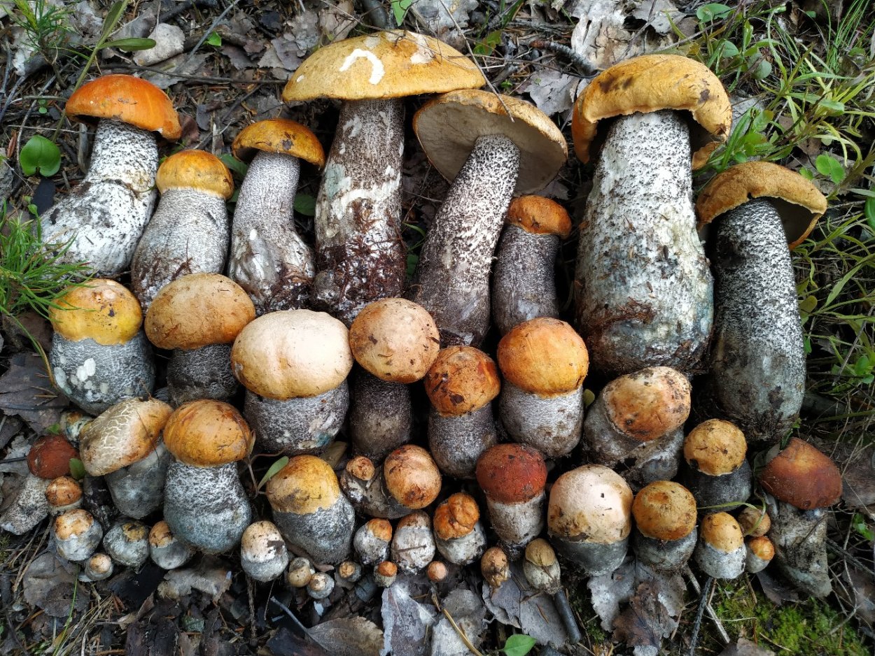 Грибы в Сосновом Бору Ленинградской области 2020