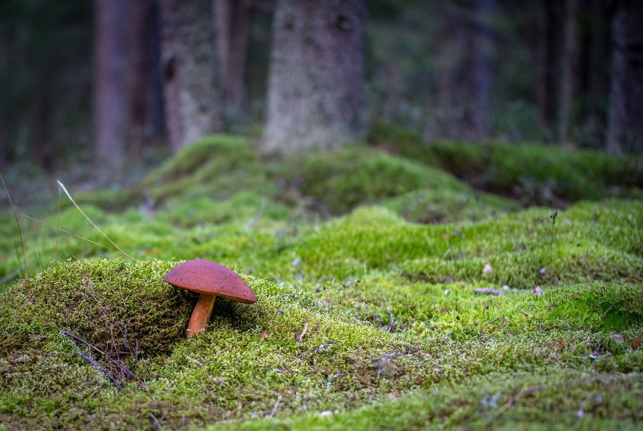 Мох и грибы