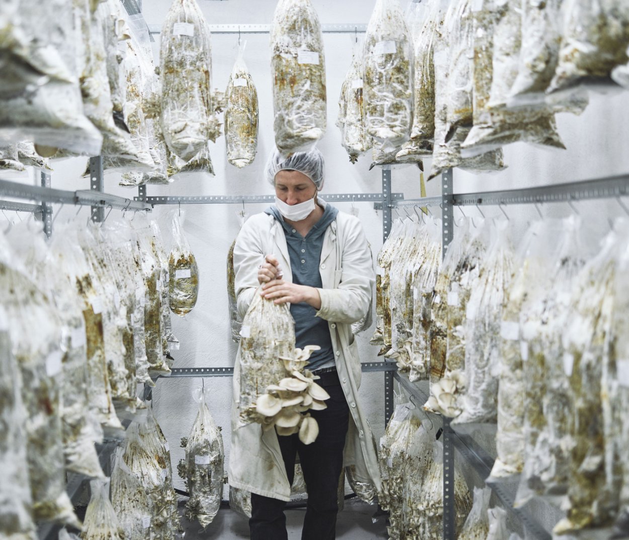 Грибы вешенки в теплице