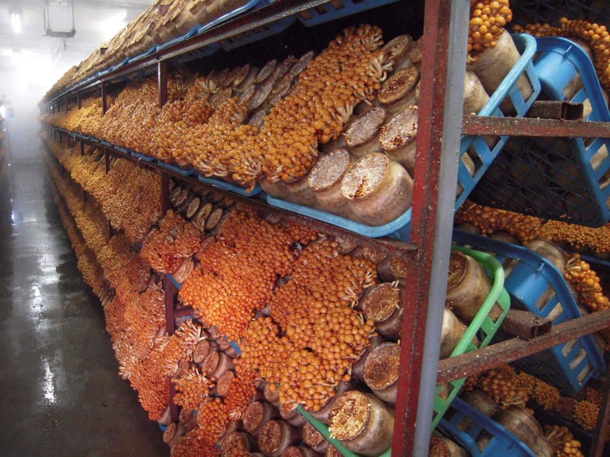 Грибы вешенки в теплице