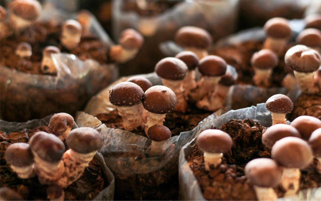 Вешенки шиитаке