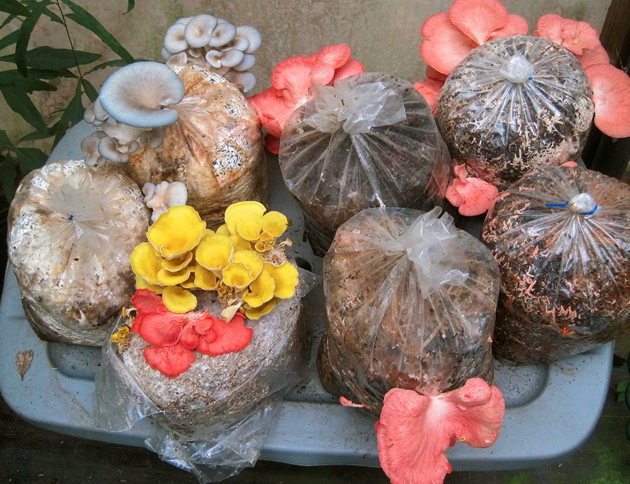 Вешенки в цветочном горшке