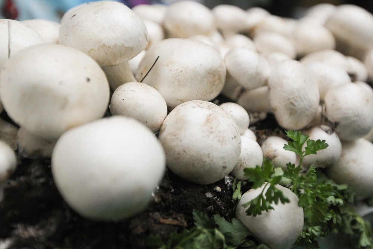 Выборжец шампиньоны