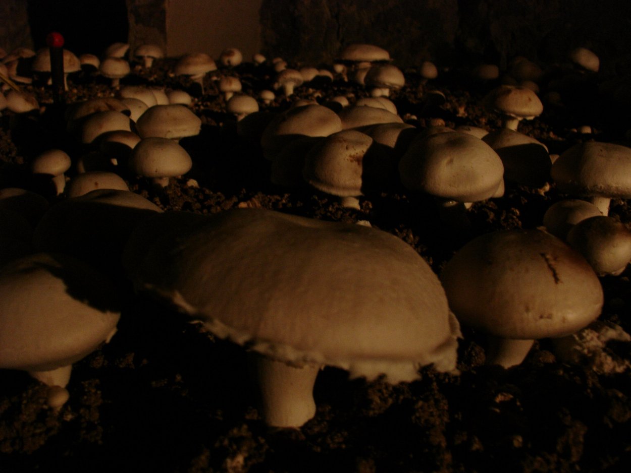 Грибы в теплице выращивание